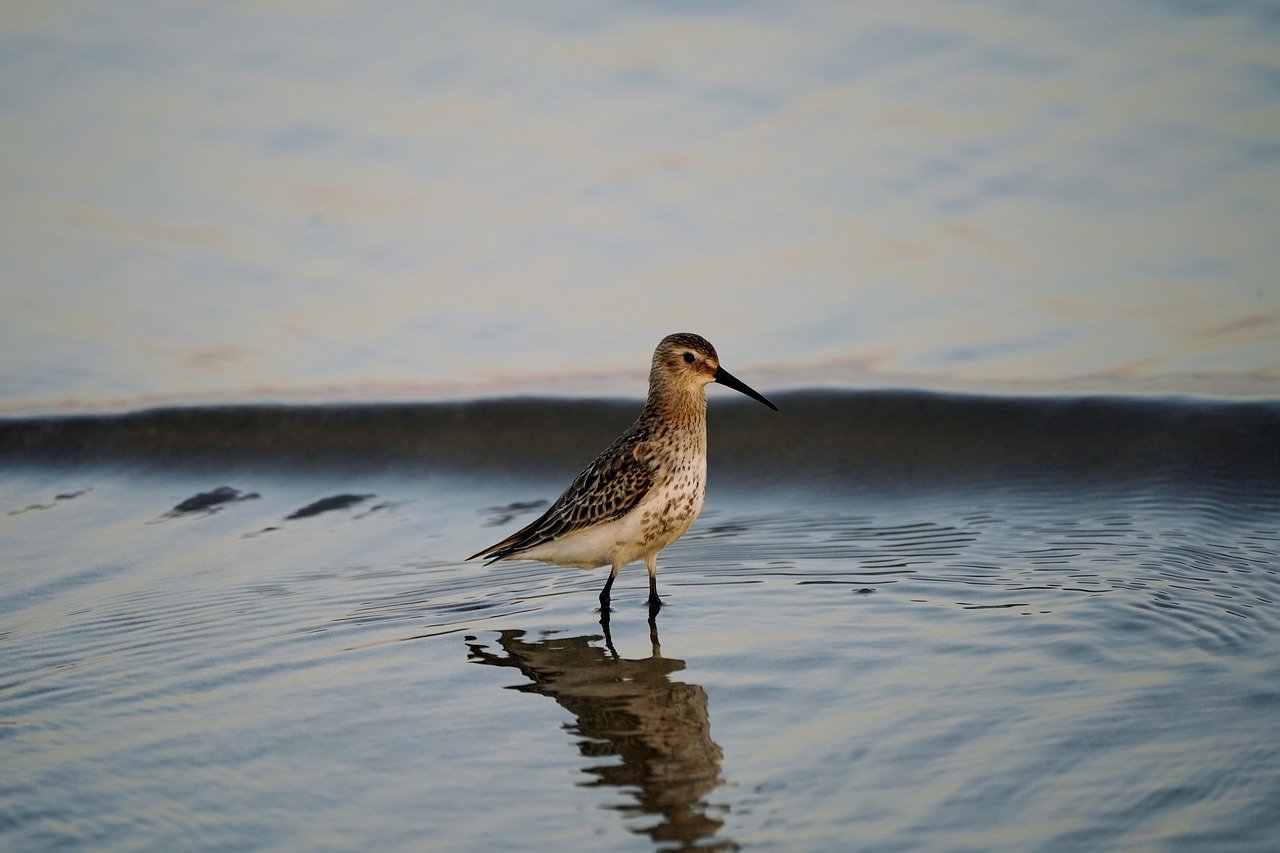 Wildlife Watching in the Everglades National Park